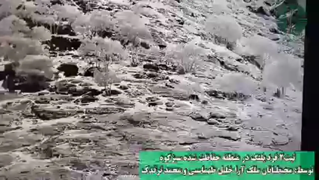 فیلم لحظه ثبت تصاویر 2 قلاده پلنگ ایرانی در منطقه حفاظت شده سبز