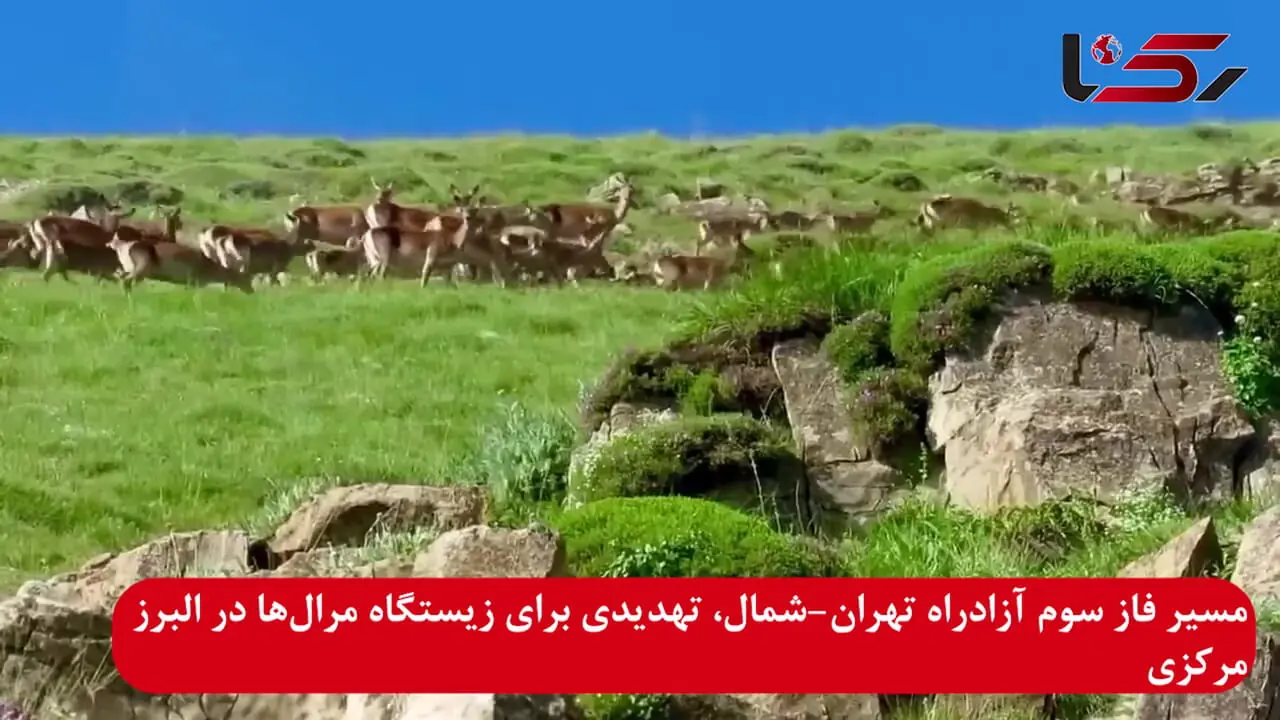 فاز سوم آزادراه تهران-شمال، تهدیدی برای زیستگاه غنی مرال در البرز مرکزی + فیلم