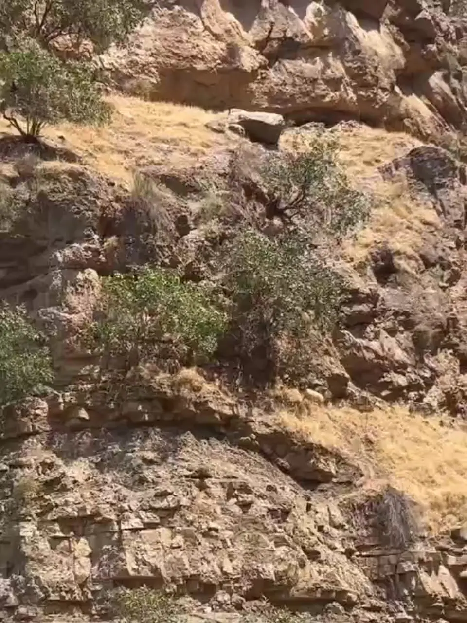تصویری زیبا از گله بزهای  کوهی در کوهستان های مناطق مرزی اورامانات + فیلم