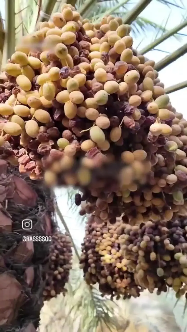 انجیرهای سیاه آبادان به خاک سیاه نشستند / اهالی: مسئولان می دانند به چه شرایطی گرفتاریم اما یاری نمی‌رسانند! + فیلم