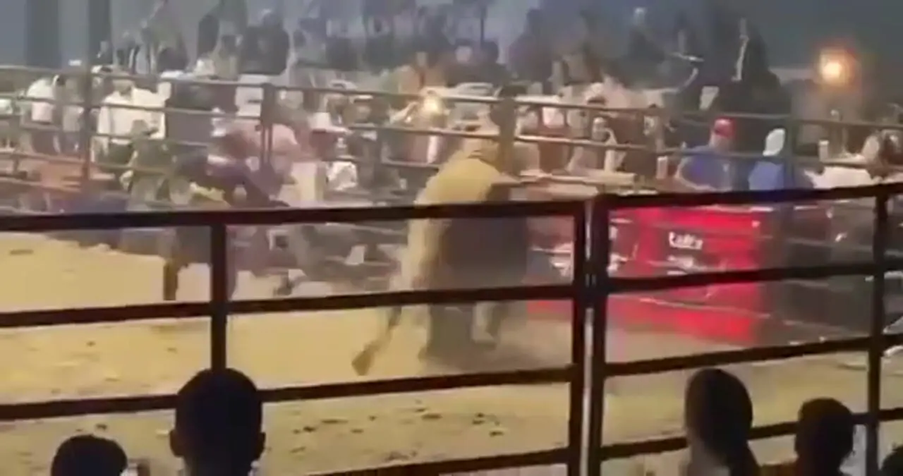 فیلم لحظه حمله گاو به گاوبازها در میدان