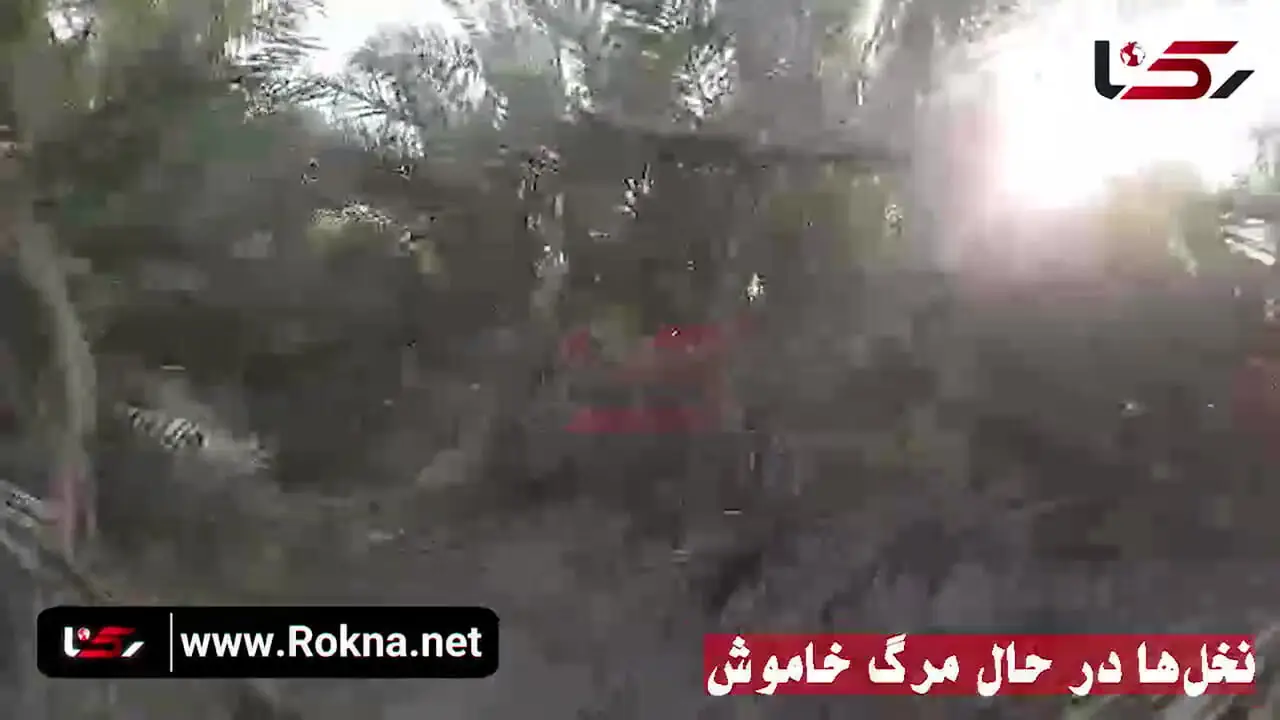۲۸۰۰ میلیارد تومان خسارت در یک فصل؛ نخلستان‌های آبادان زیر تیغ آب شور/ این بحران بیش از آن‌که محلی باشد، زنگ خطری ملی است   + فیلم