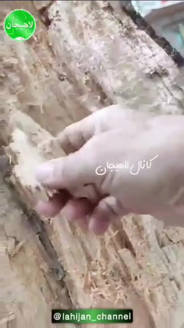 سقوط درخت چنار در خیابان انقلاب لاهیجان / 2 نفر مصدوم شدند