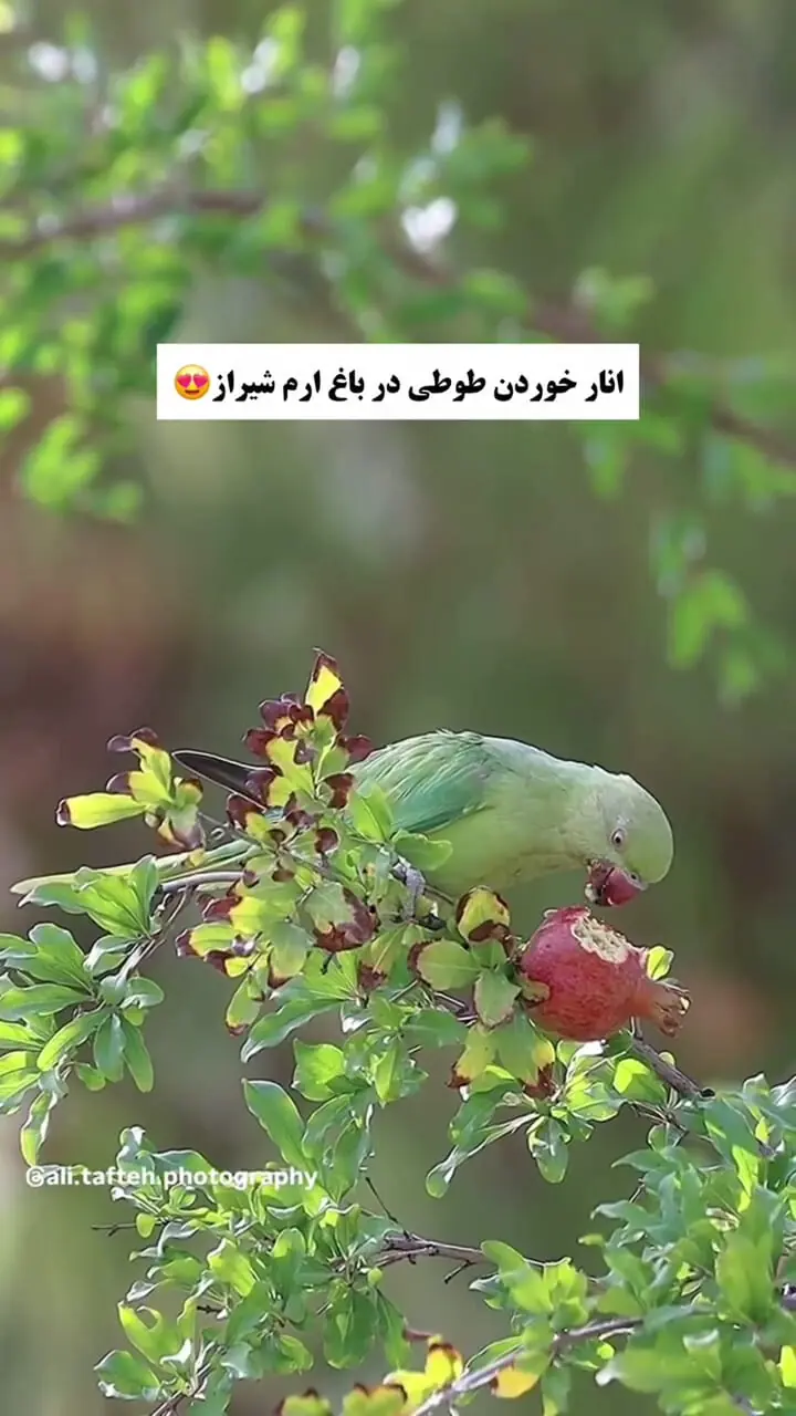 فیلم انار خوردن طوطی جذاب در شیراز