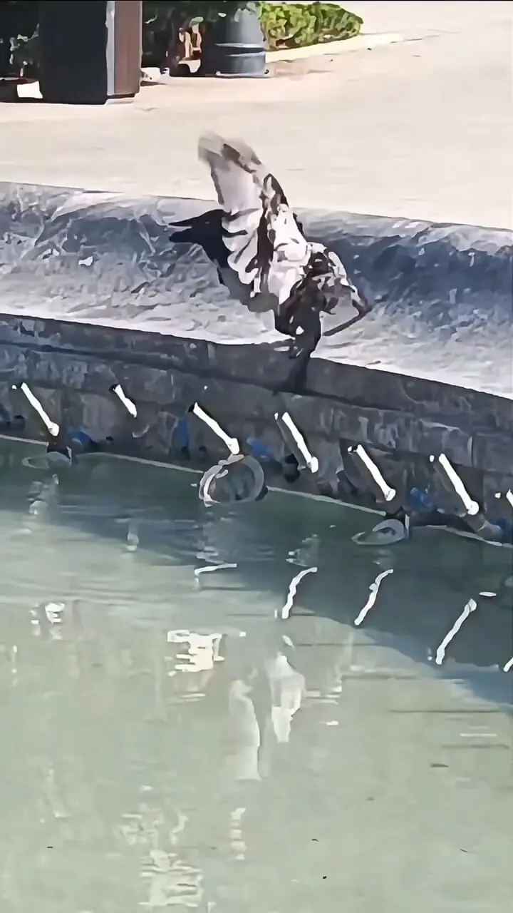 فیلم لحظه نادر کمک کلاغ به کبوتر گرفتار در آب