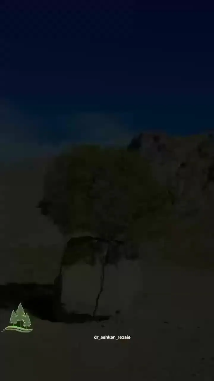 فیلم رشد نادر درخت پسته در دل سنگ