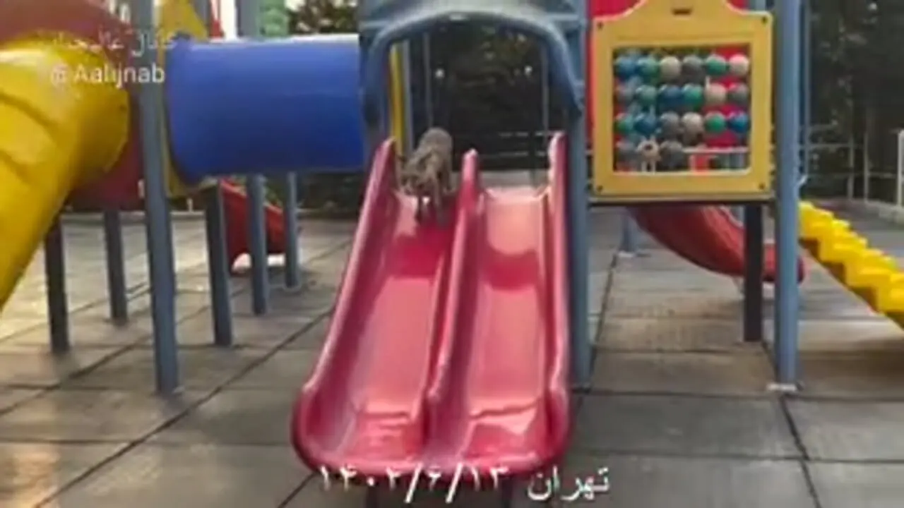 سرسره بازی یک روباه در پارک های تهران / فیلم