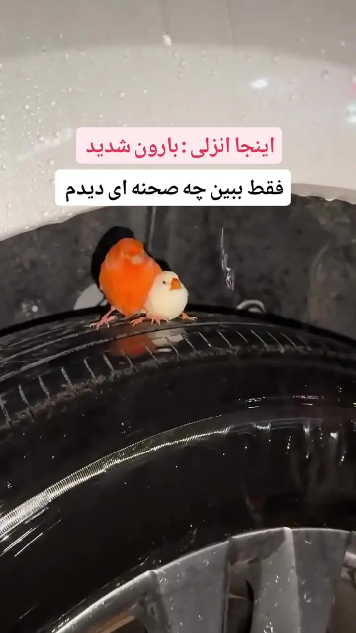 پناه بردن پرندگان در زیر باران انزلی به چرخ ماشین / فیلم
