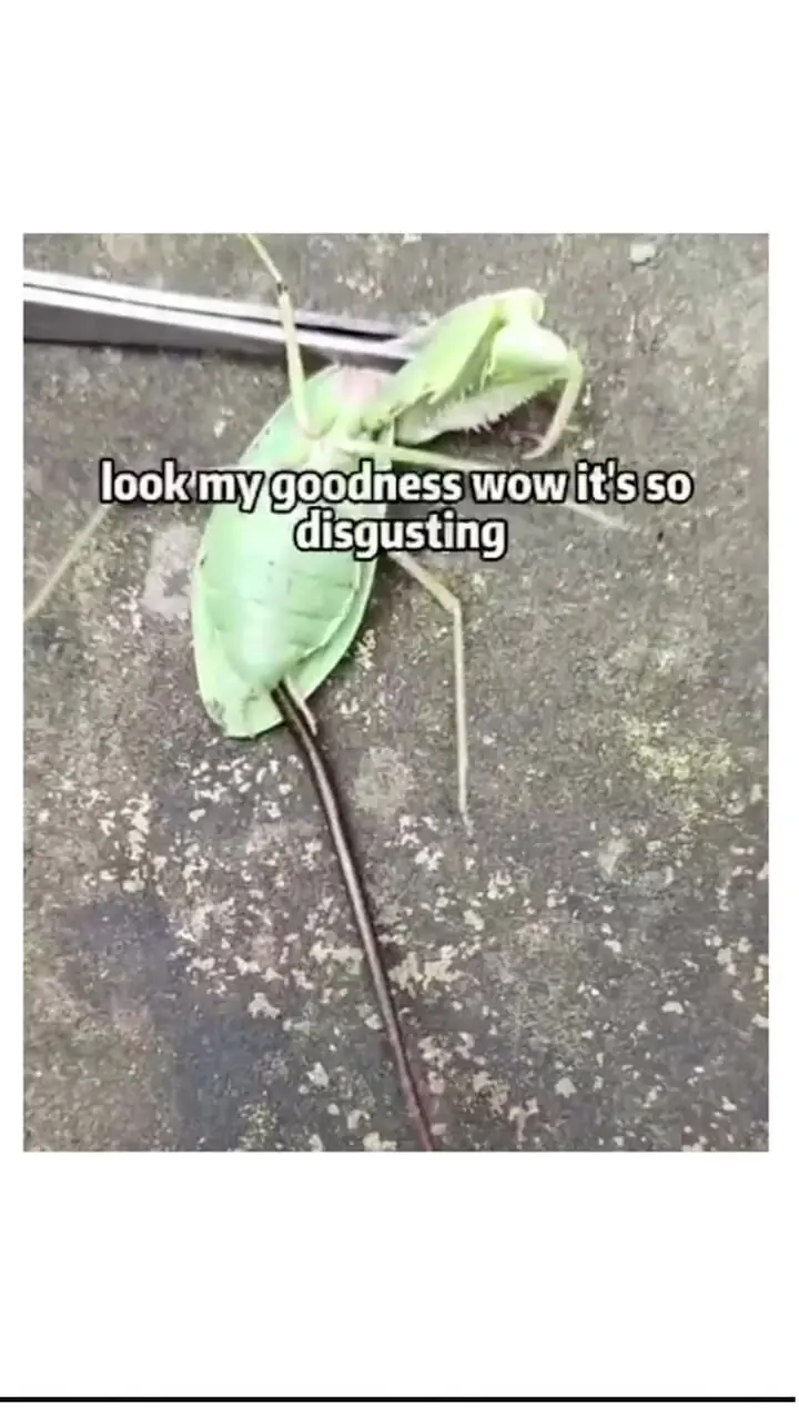 فیلم باورنکردنی خروج موجود زنده از بدن مانتیس را ببینید