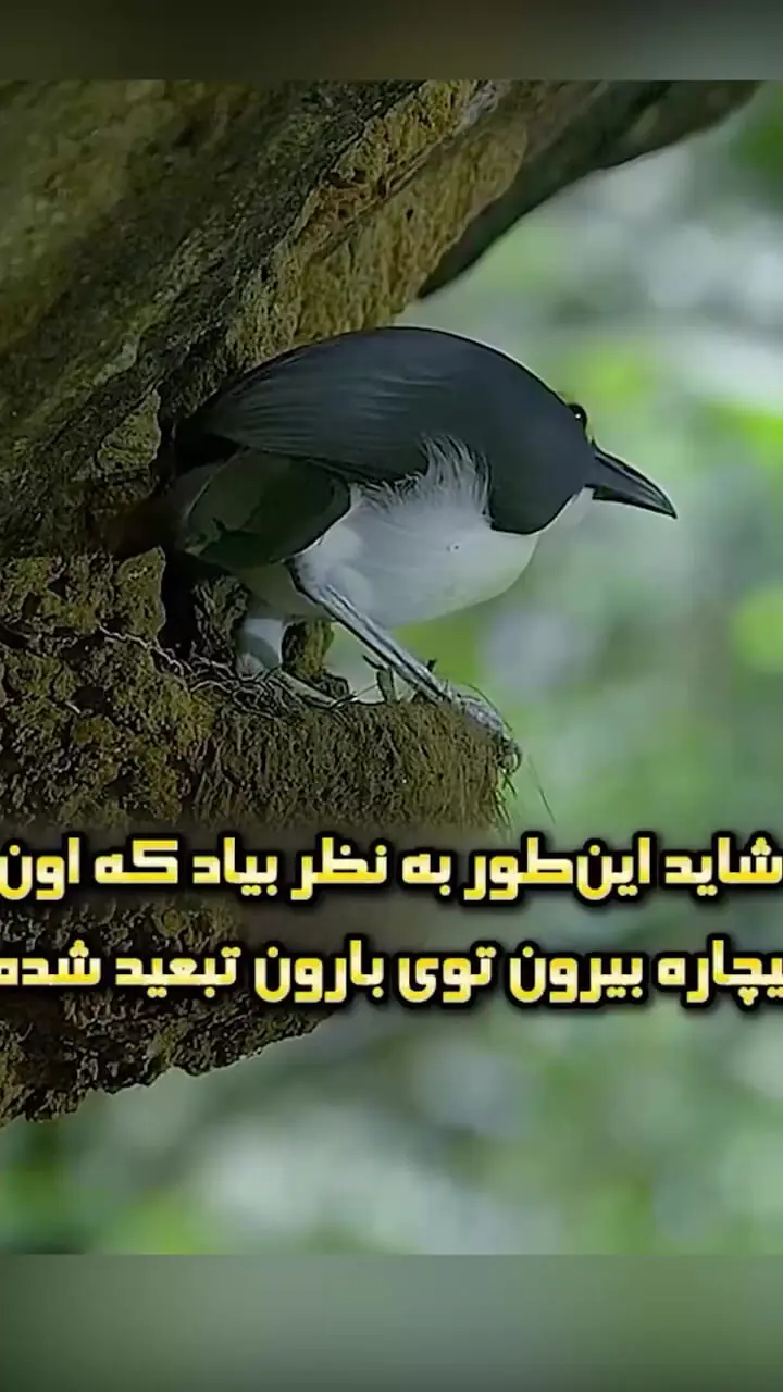 فیلم صحنه‌های نادر از پیکاتارتس، پرنده‌ای با چهره خاص
