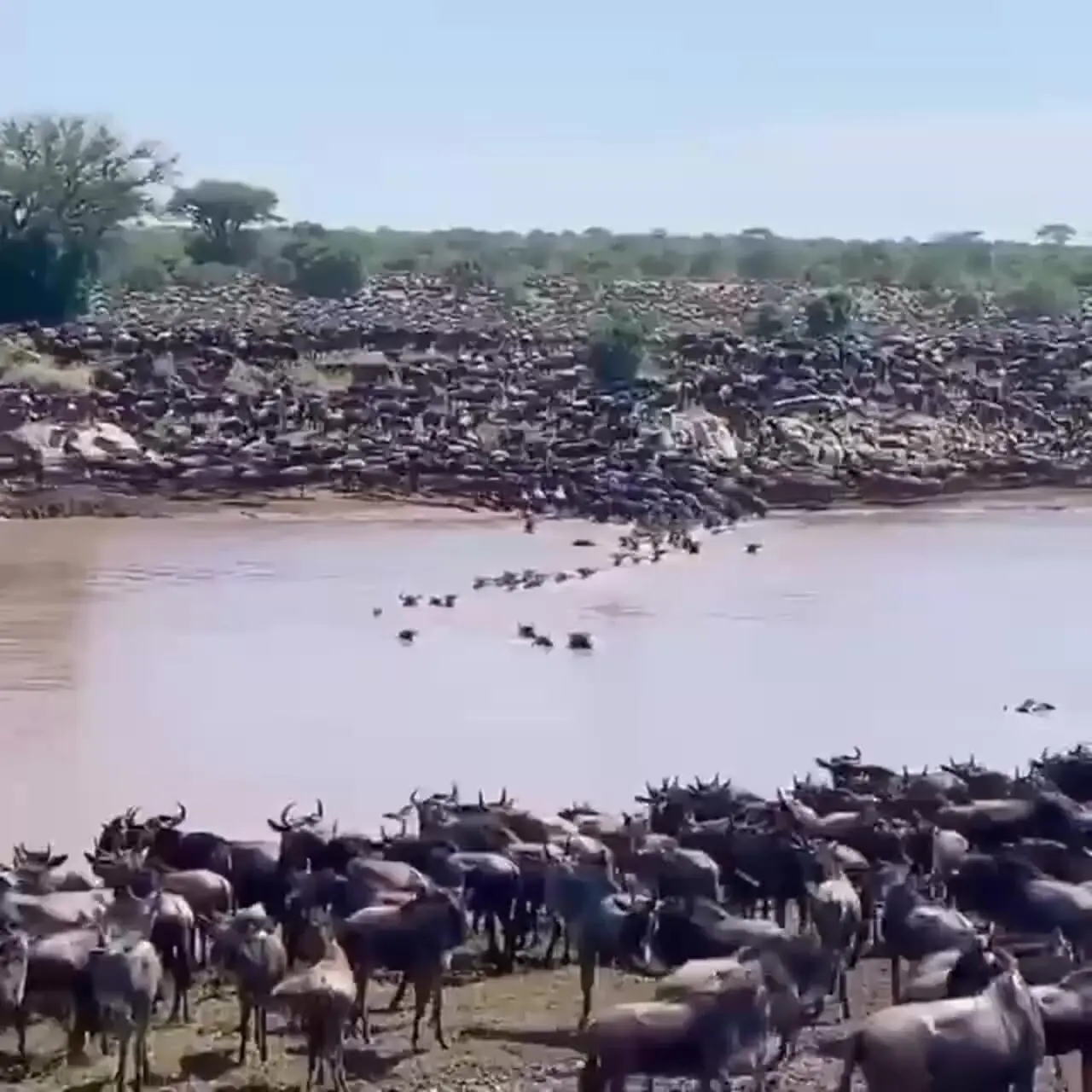 چرا مهاجرت بزرگ حیوانات آفریقا هر سال رخ می‌دهد؟ + فیلم