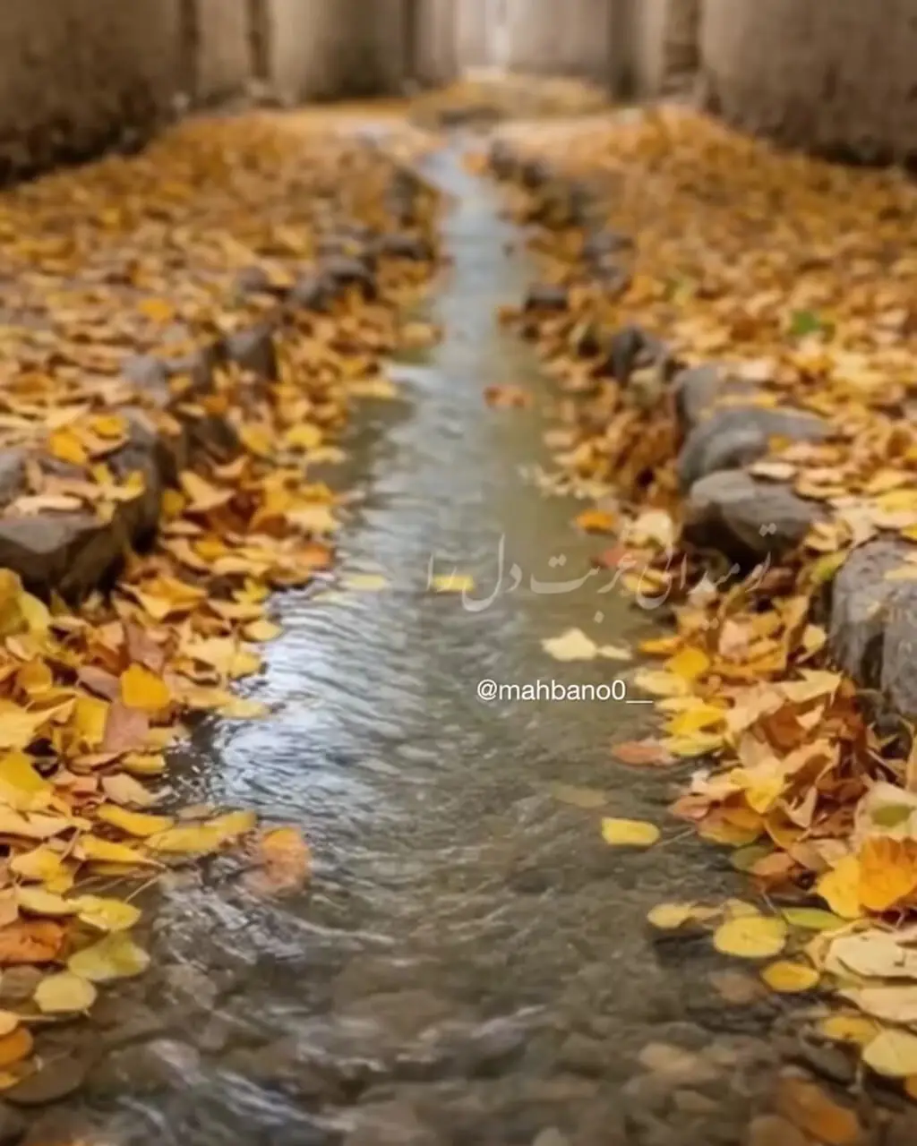 فال ابجد 4 مهر