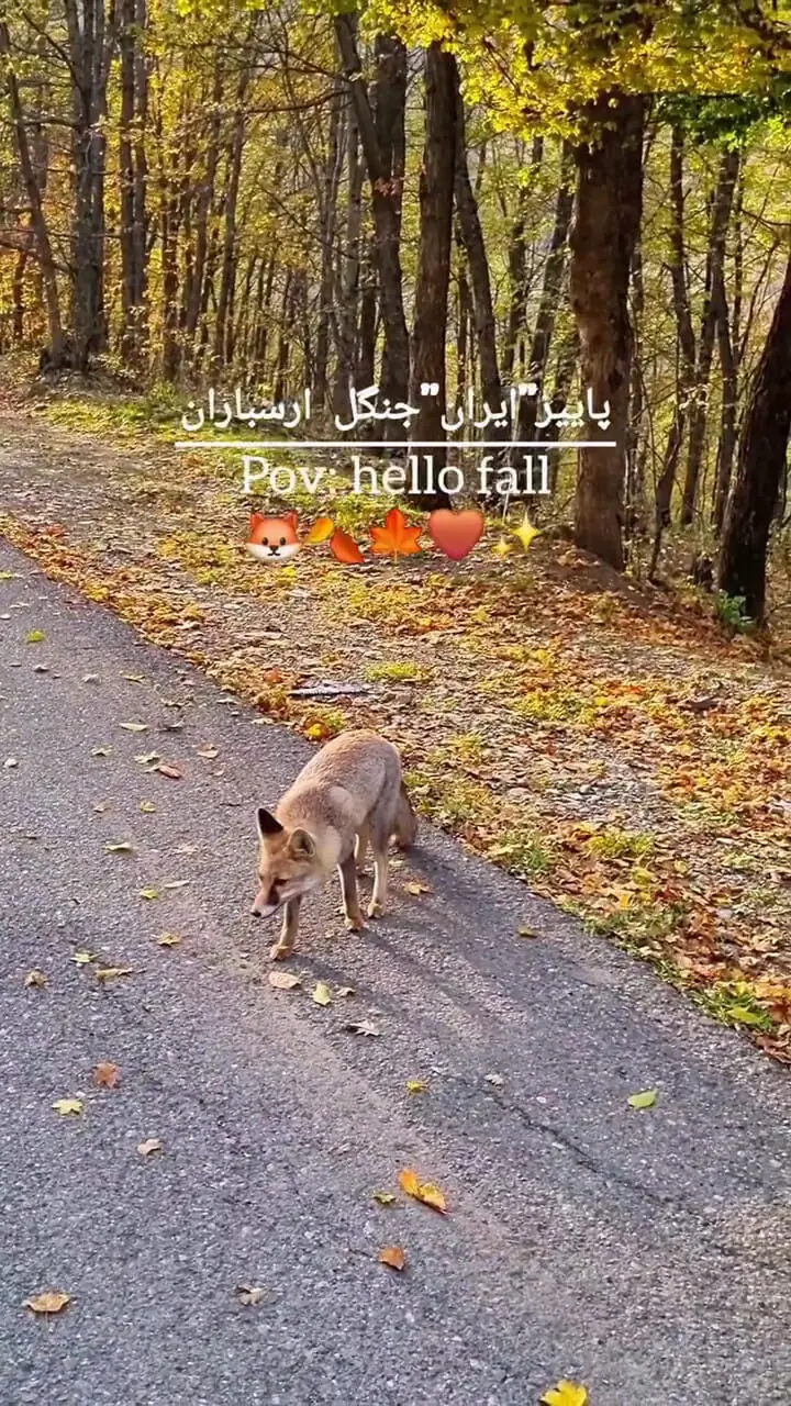 مشاهده روباه در پاییز جنگل ارسباران