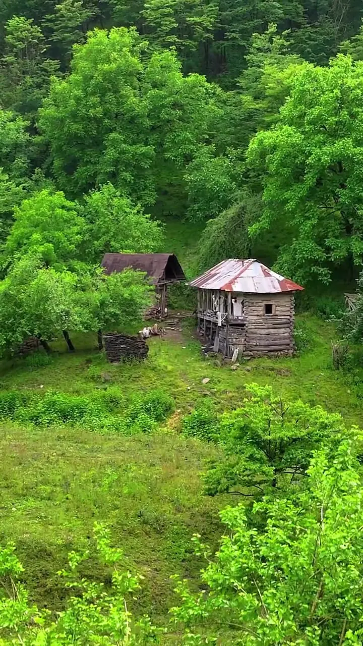 فیلم مناظر جنگلی و آرامش‌بخش لفور