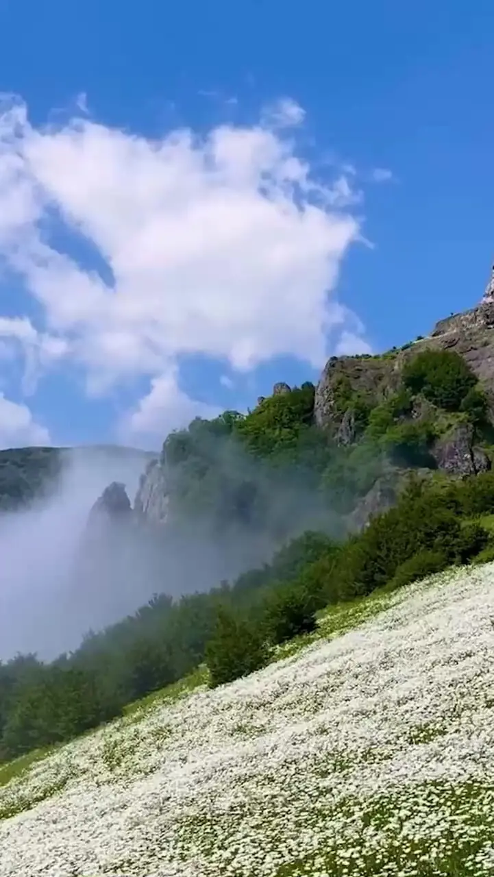 فیلم چشم‌انداز رویایی بابونه‌ها در آستارا