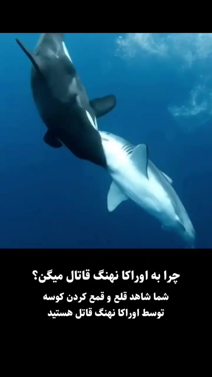 فیلم شکار کوسه توسط نهنگ قاتل در دریا