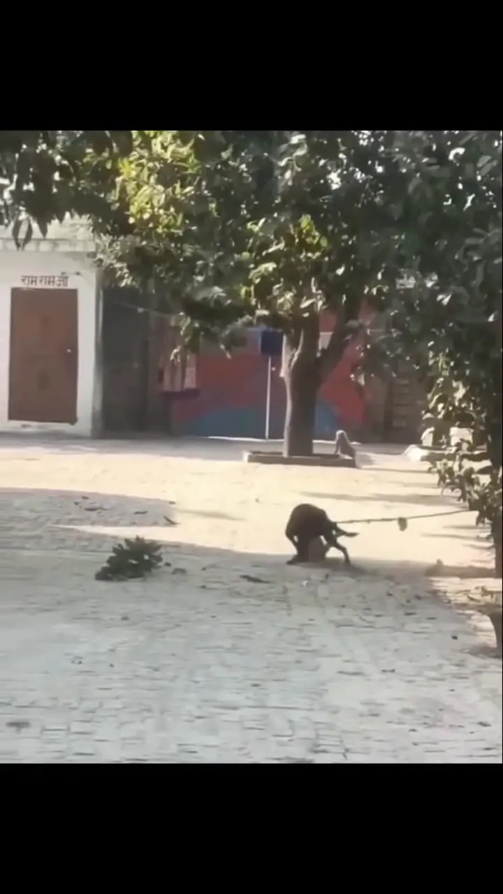 فیلم حمله سگ بسته شده به میمون
