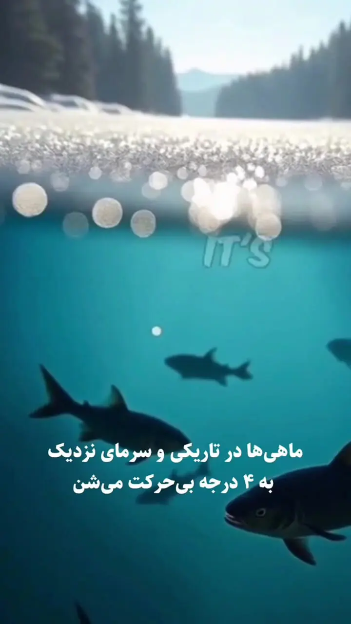 فیلم سرنوشت ماهی‌ها هنگام یخ زدن دریاچه