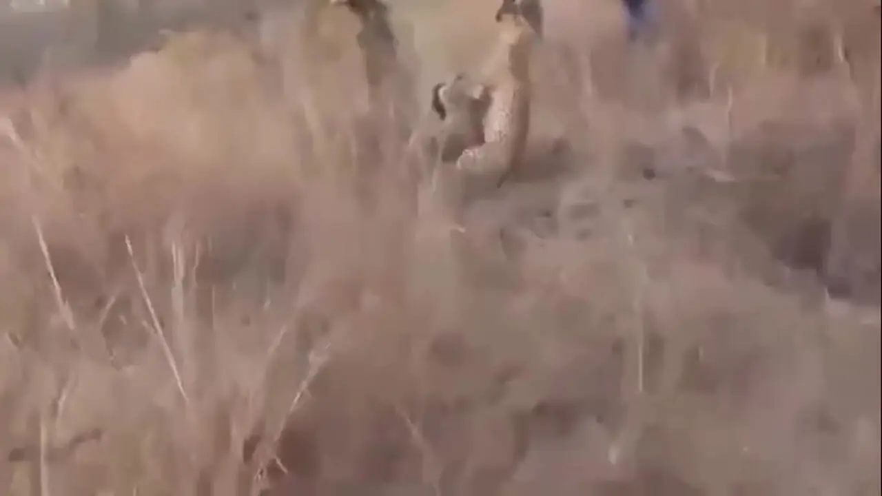 فیلم صحنه پرتنش حمله پلنگ به شکارچیان