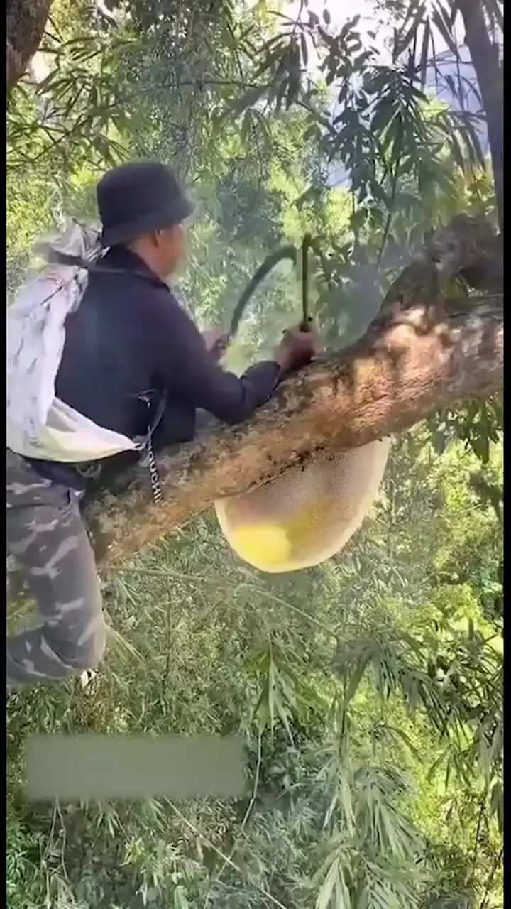 فیلم جمع عسل وحشی با دستان خالی و پای برهنه