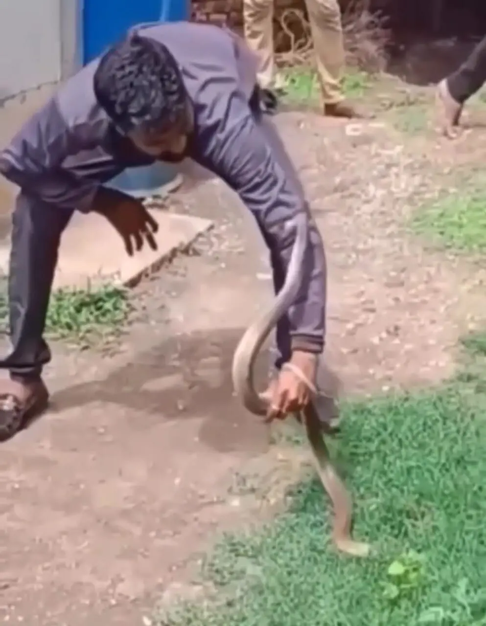 فیلم لحظه نیش زدن مار کبرا به دست مرد