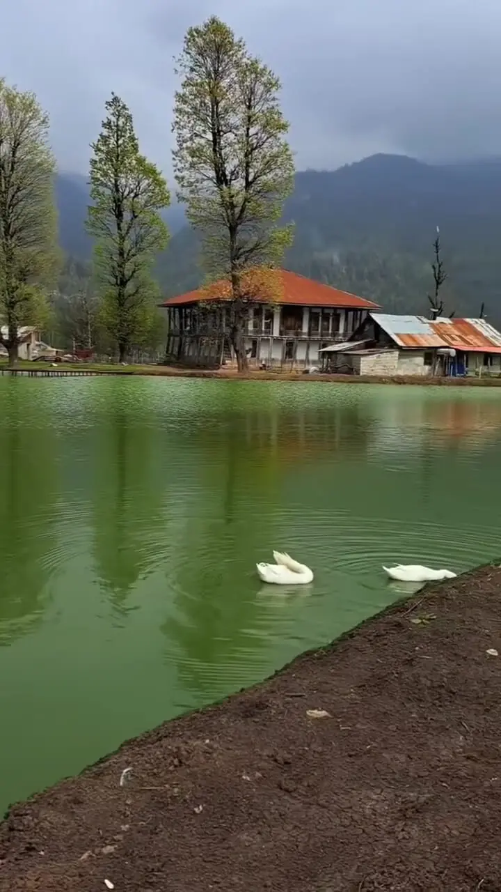 فیلم طبیعت بکر و سرسبز استخرگاه گیلان