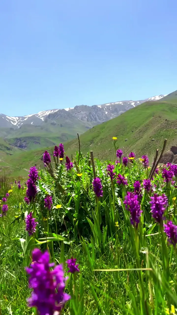فیلم طبیعت دیدنی و آرامش‌بخش دشت دریوک مازندران