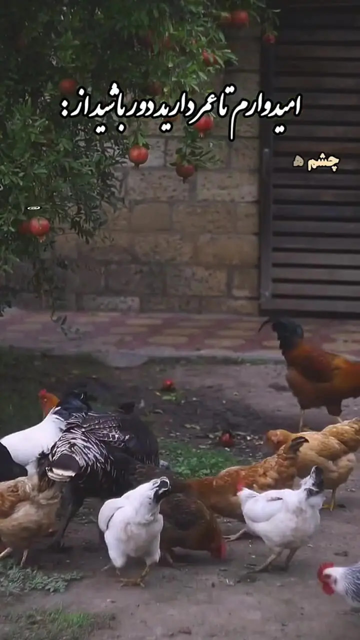 فال حافظ امروز 26 مهر