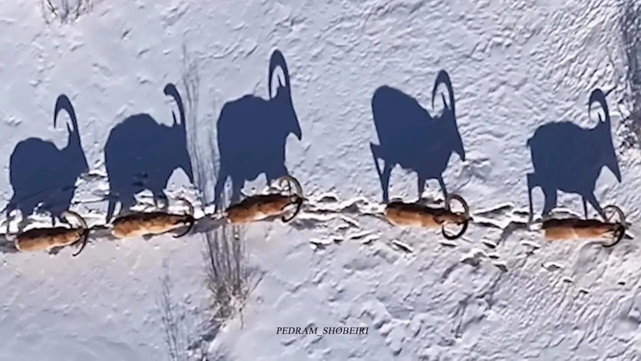 فیلم عبور گله بزهای کوهی از کوهستان برفی