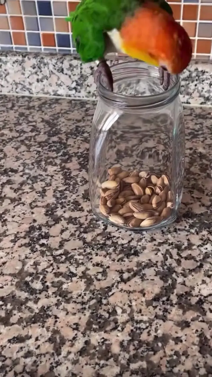 فیلم طوطی باهوش در حال باز کردن ظرف شیشه‌ای