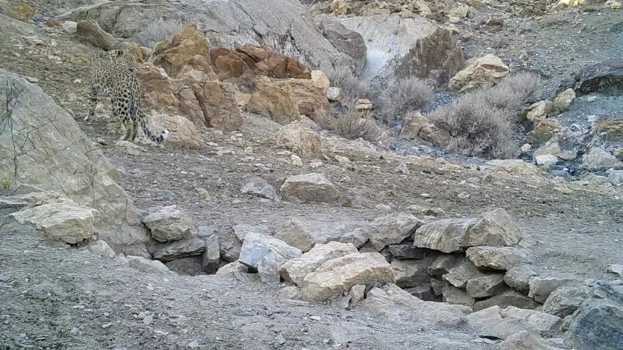 ثبت تصویر پلنگ ایرانی برای نخستین بار در پارک ملی قطرویه