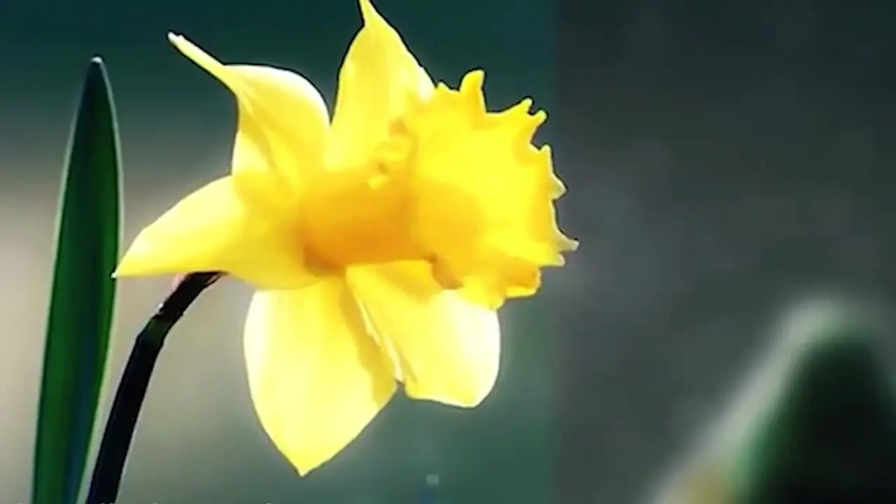 منتشر شد / نماهنگ میلاد حضرت مسیح (ع) با صدای  قاسن صرافان + فیلم 