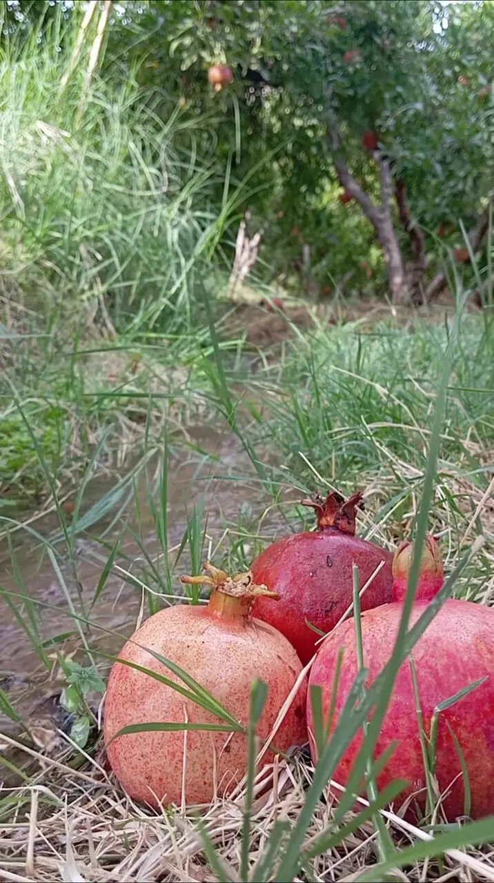 تفسیر فال حافظ امروز 7 آبان