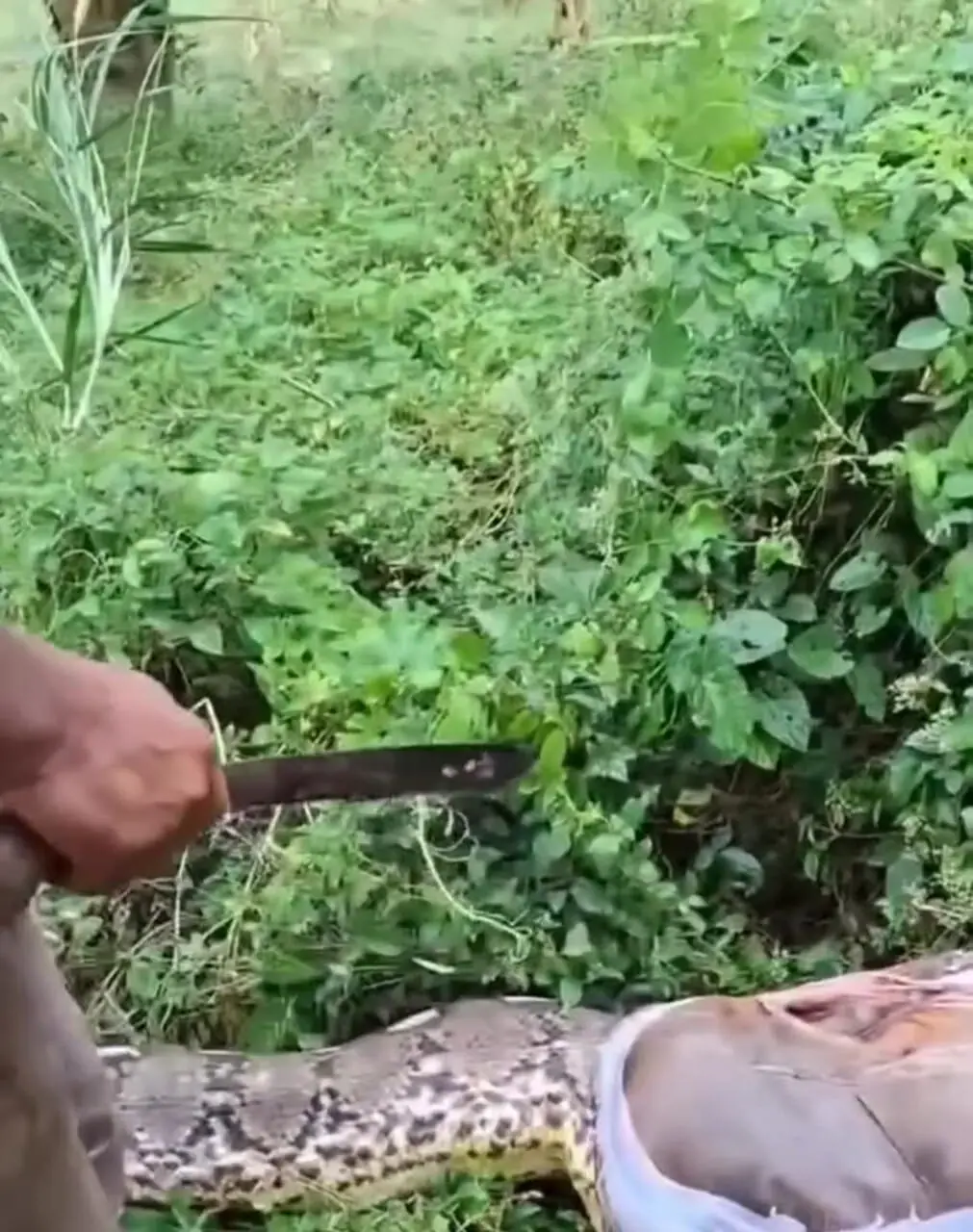 فیلم شکار مار بزرگ با شکار گوساله در بدن