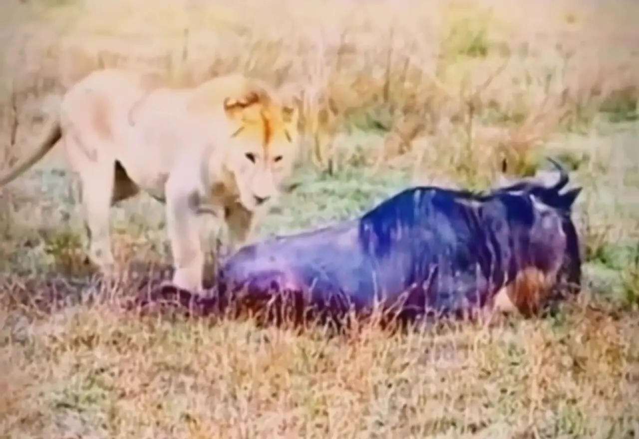 فیلم فرار کفتارها با ورود شیر به صحنه شکار