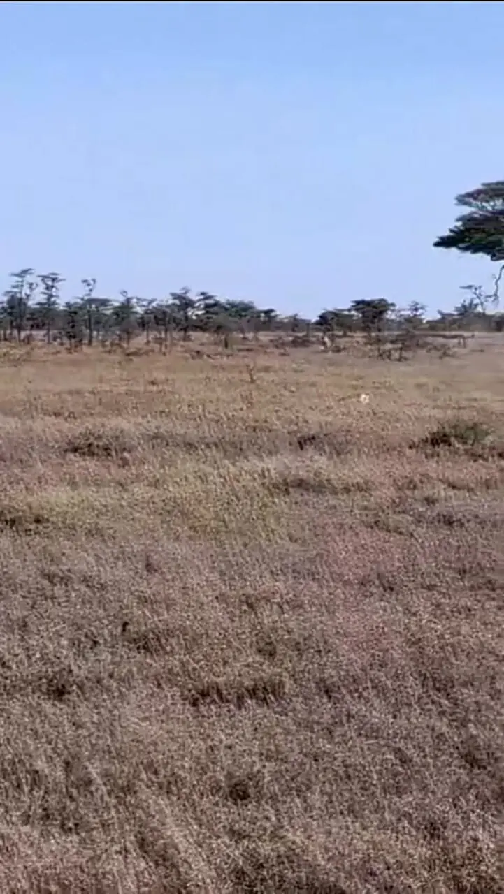 فیلم لحظه پرهیجان تعقیب و شکار گرازها توسط شیرها