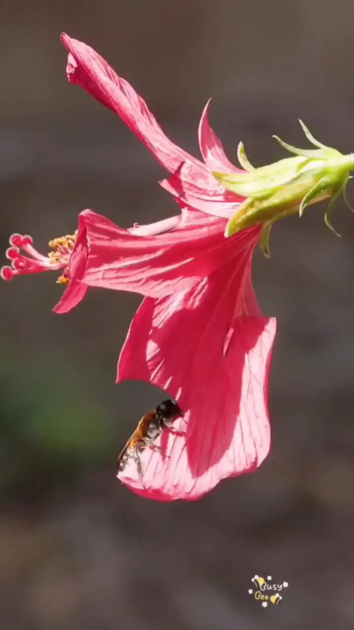 فیلم لحظه دیدنی بریدن گلبرگ گل توسط زنبور عسل
