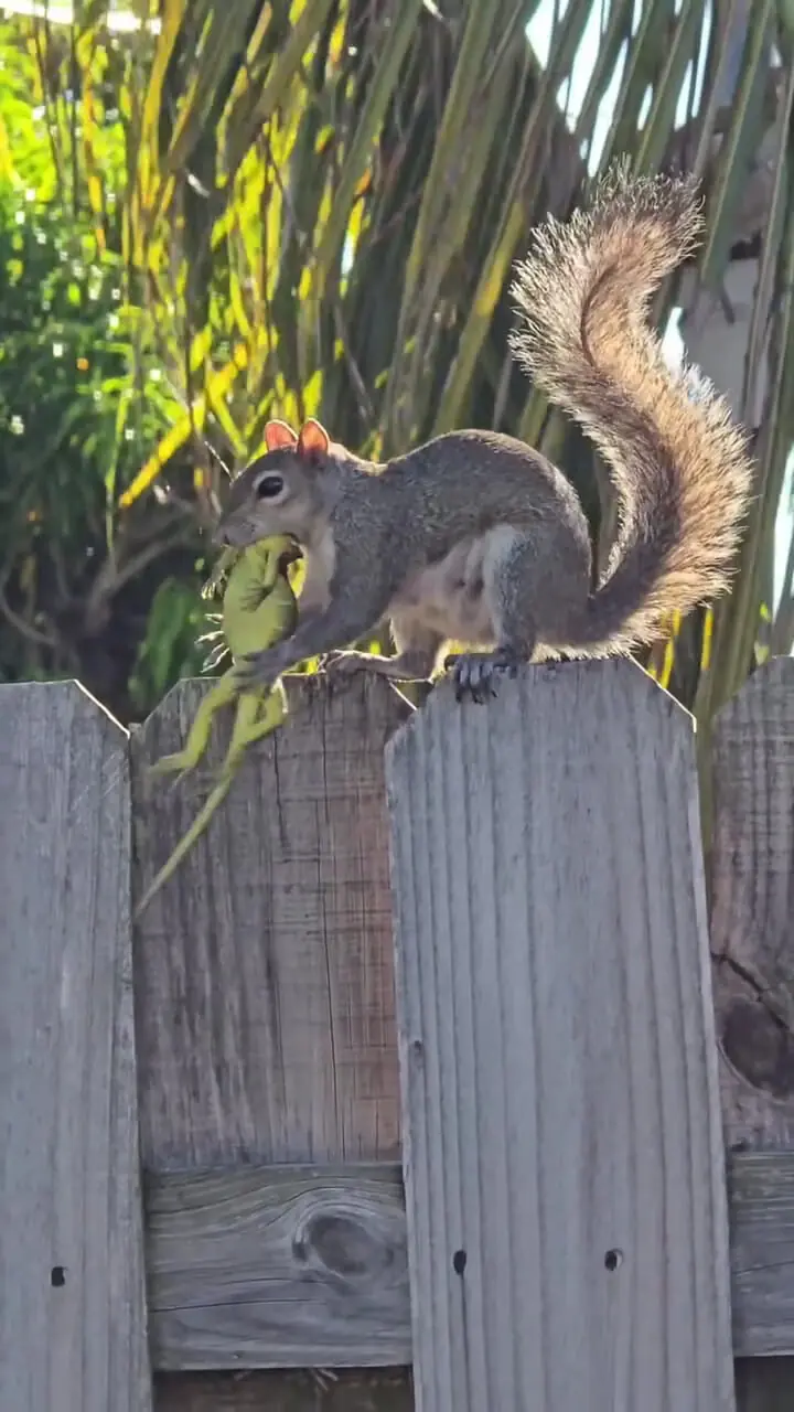 فیلم شکار ایگوانا توسط سنجاب