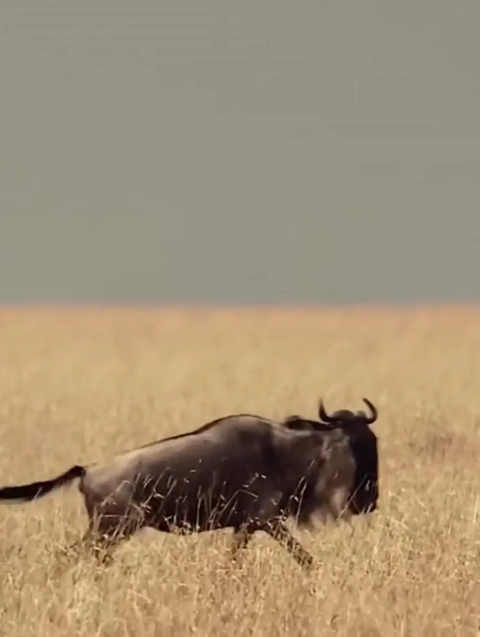 فیلم گوزن یالدار در نبرد با شیرهای وحشی