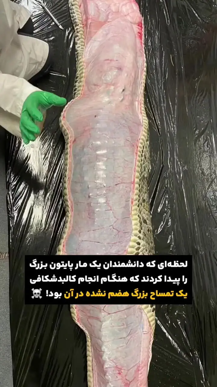 فیلم کشف مار پایتون بزرگ با تمساح هضم نشده در شکم
