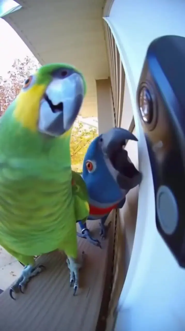 فیلم شوخی عجیب طوطی‌ها با یک خانم