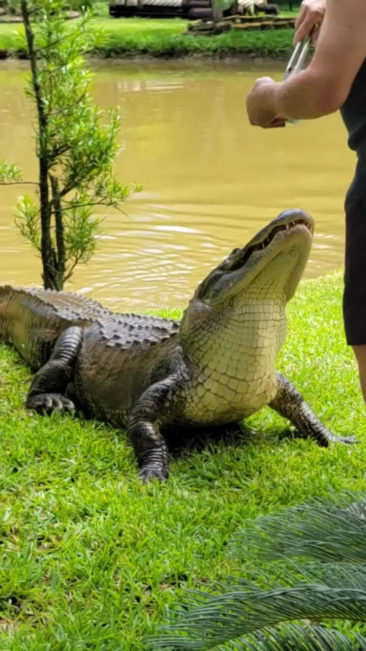 فیلم تمساح رام در ایالت جنوبی آمریکا غذا می‌گیرد و نوازش می‌شود