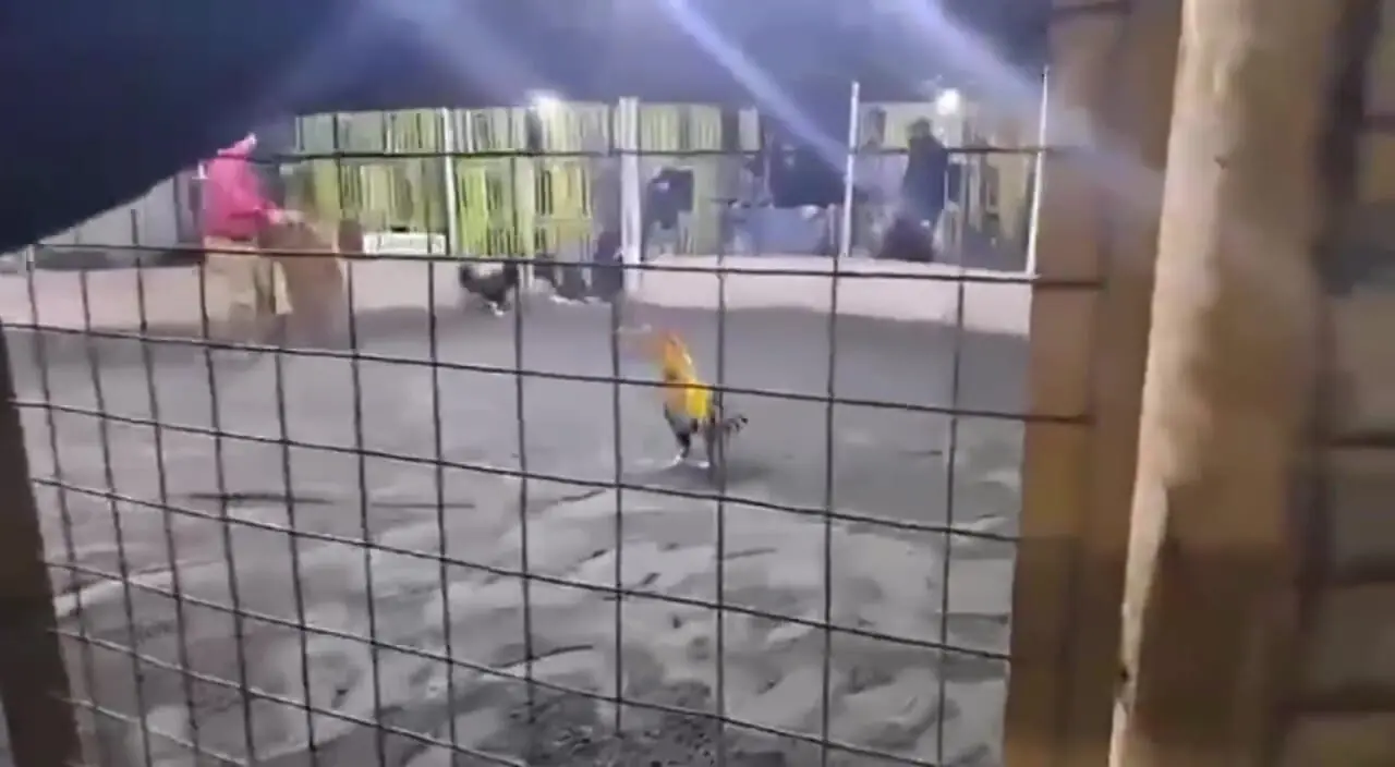 فیلم خروس جنگی صاحب خود را در پرو زخمی کرد و کشت