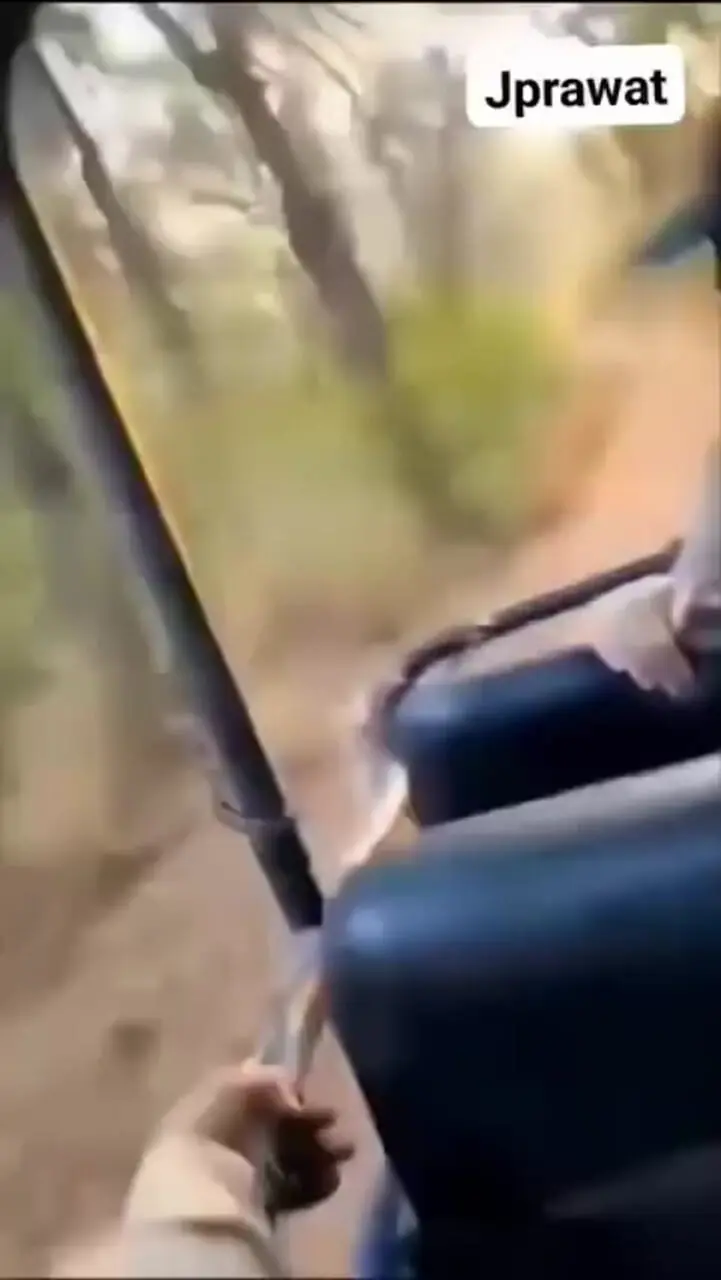 فیلم لحظه وحشت گردشگران از ببر پشت ماشین