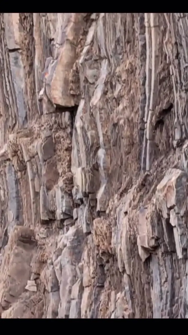 فیلم شیوه تغذیه بز کوهی در کوهستان