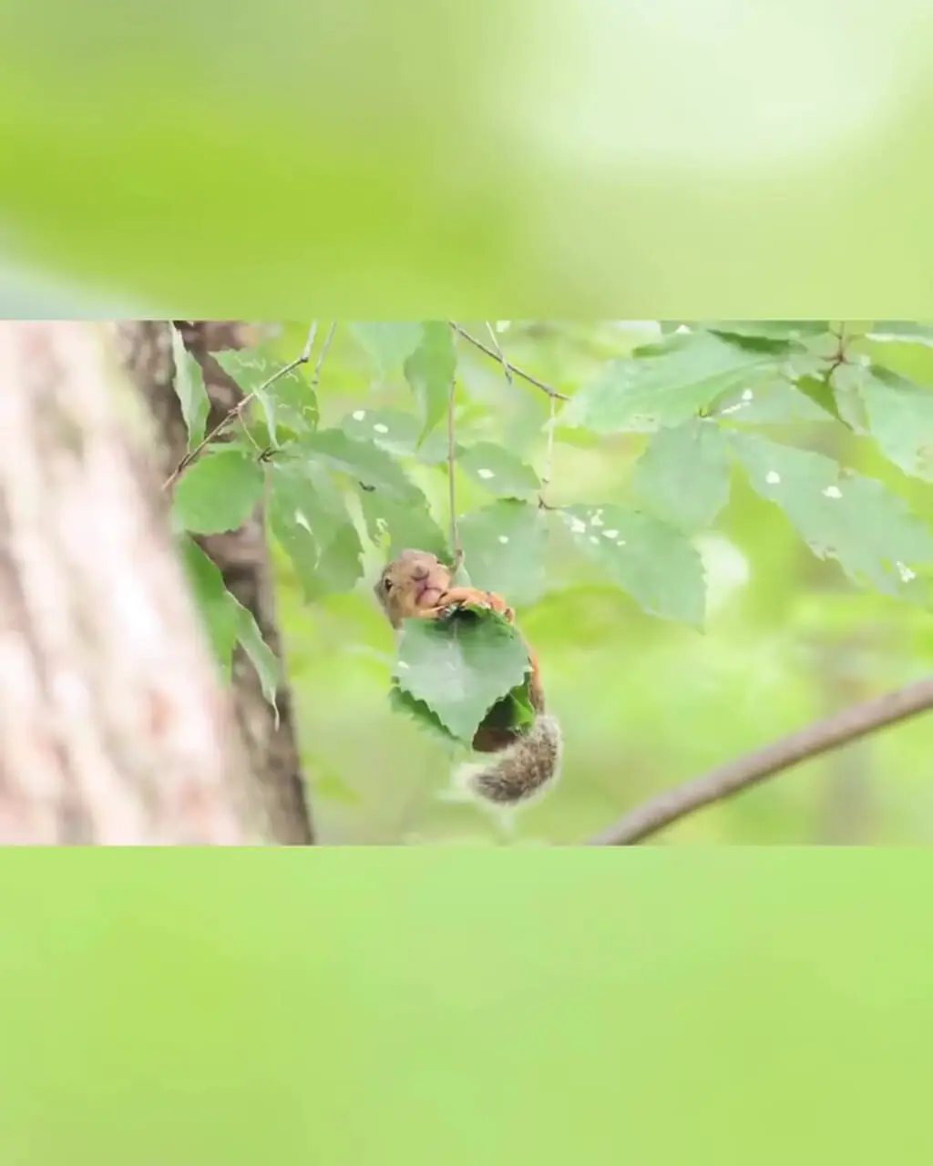 فیلم تلاش بچه سنجاب برای رسیدن به شاخه