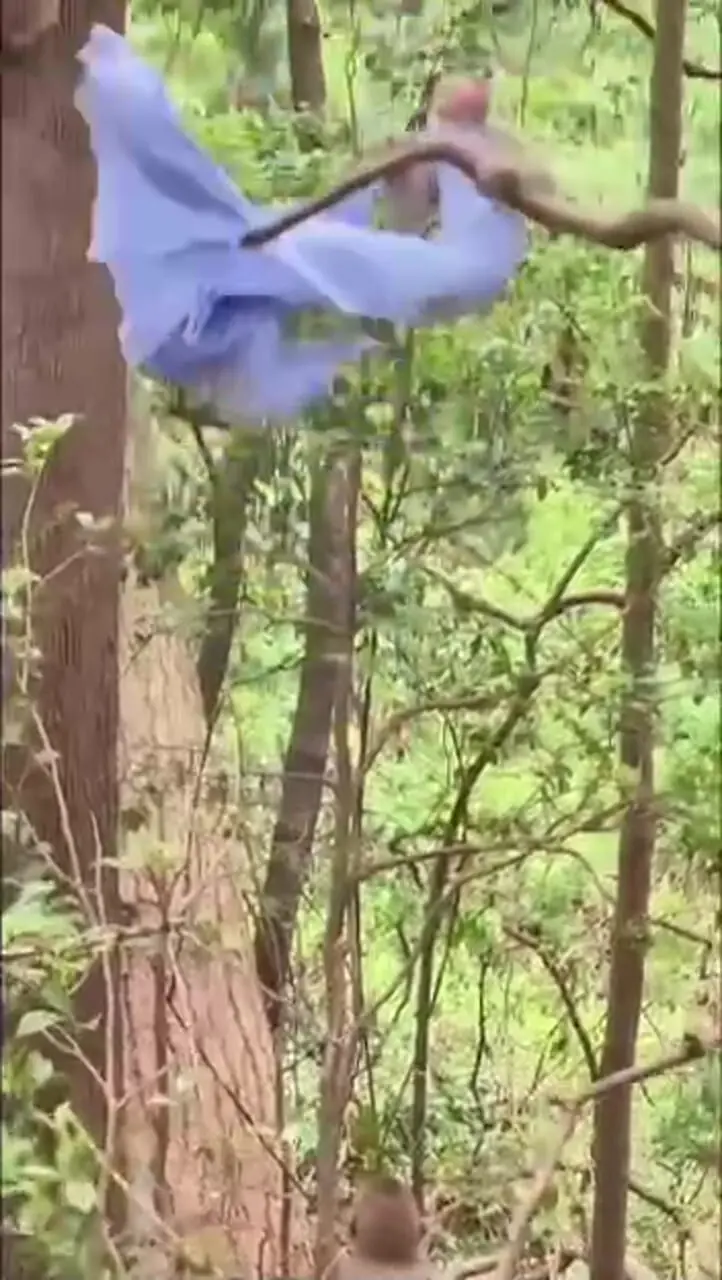 فیلم عصبانیت و بازیگوشی میمون‌های بی‌اعصاب