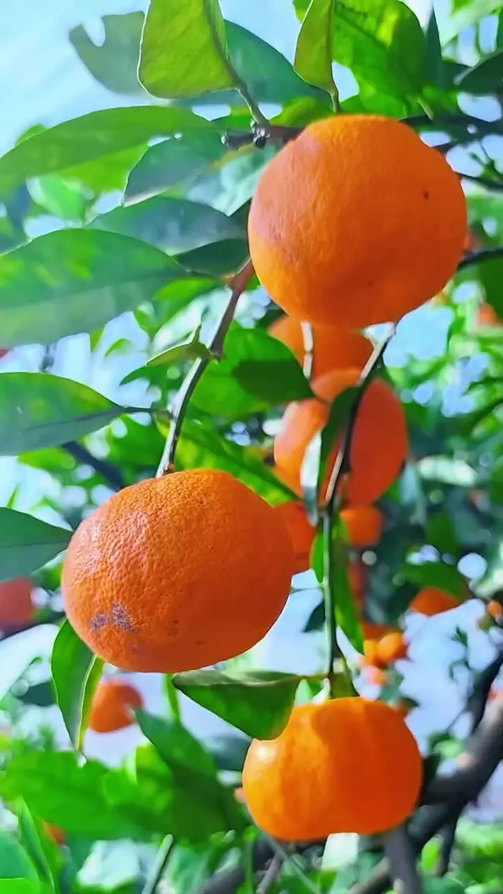 فال حافظ 8 آبان