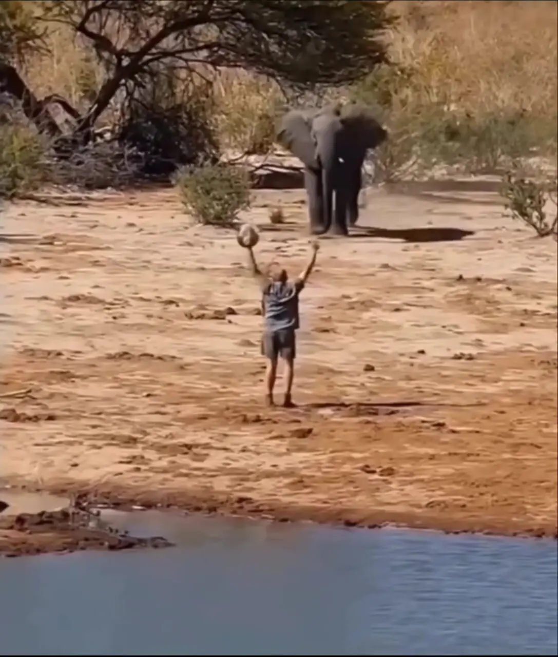 فیلم ایستادگی محیط‌بان در برابر فیل مهاجم