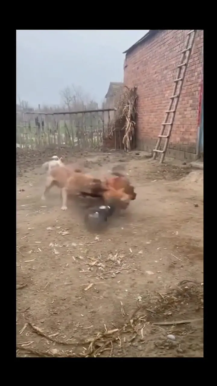 فیلم درگیری سه مرغ با یک سگ